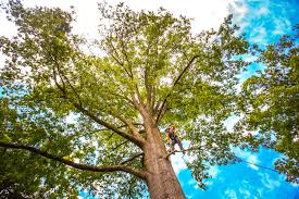 Best Tree Removal  in Lake San Marcos, CA
