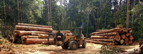 Best Commercial Tree Services  in Lake San Marcos, CA