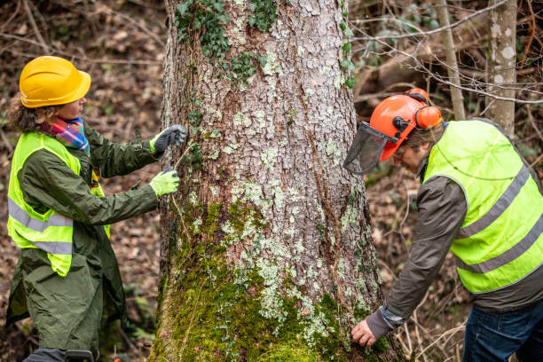 Best Root Management and Removal  in Lake San Marcos, CA