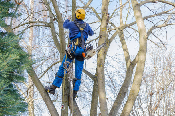 Best Tree Maintenance Programs  in Lake San Marcos, CA