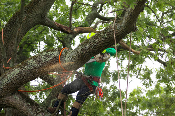 Lawn Pest Prevention in Lake San Marcos, CA