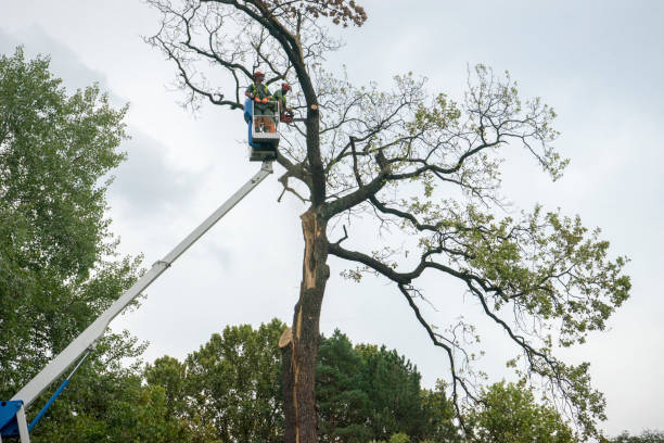 How Our Tree Care Process Works  in  Lake San Marcos, CA