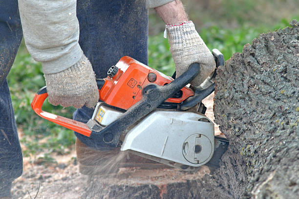 Best Tree Cabling and Bracing  in Lake San Marcos, CA