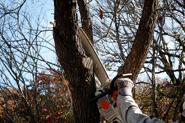 Lake San Marcos, CA Tree Care Company